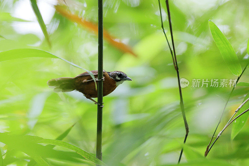 叽叽喳喳鸟:成年斑点颈叽叽喳喳鸟(Stachyris strialata)。